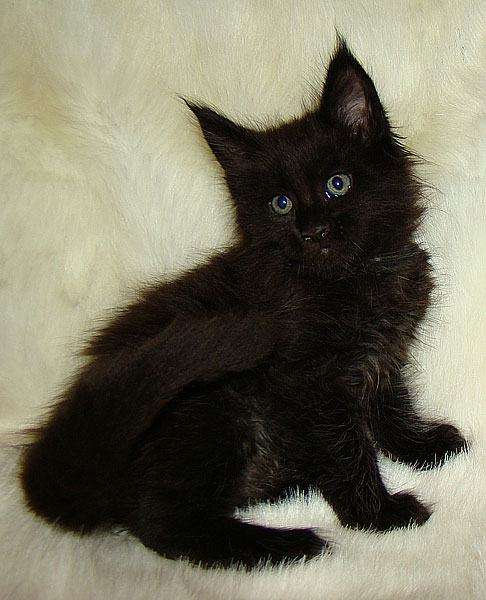    Catsvill County!   !    !       !!!    Catsvill County +7-926-544-74-09     .   ,   ,   ,    ,   ,  ,     ,   -,    ,   !
